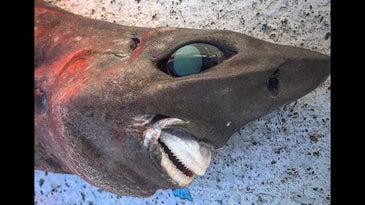 Australian Fisherman Catches Mystery Deep-Sea Shark with Bulging Eyes