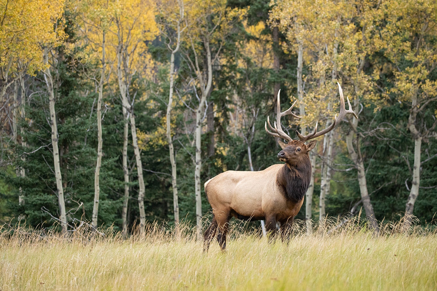 bull elk in field