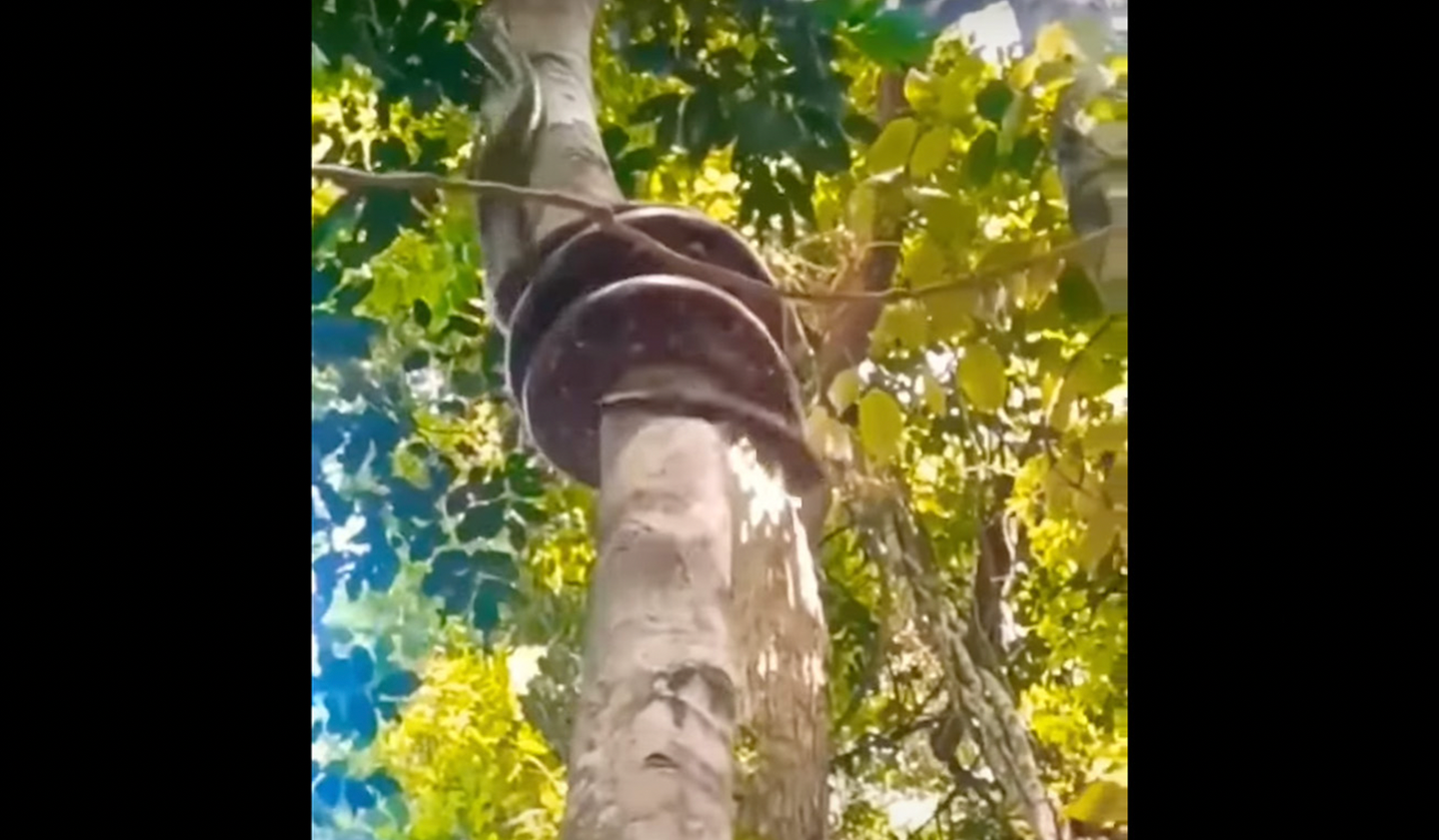 The viral video shows a giant snake ascending a tree in hypnotic fashion. 
