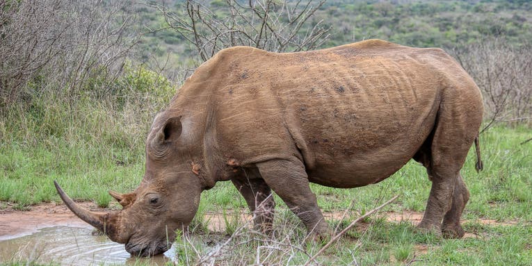 Zimbabwe to Remove Horns from All of Its Rhinos to Deter Poachers