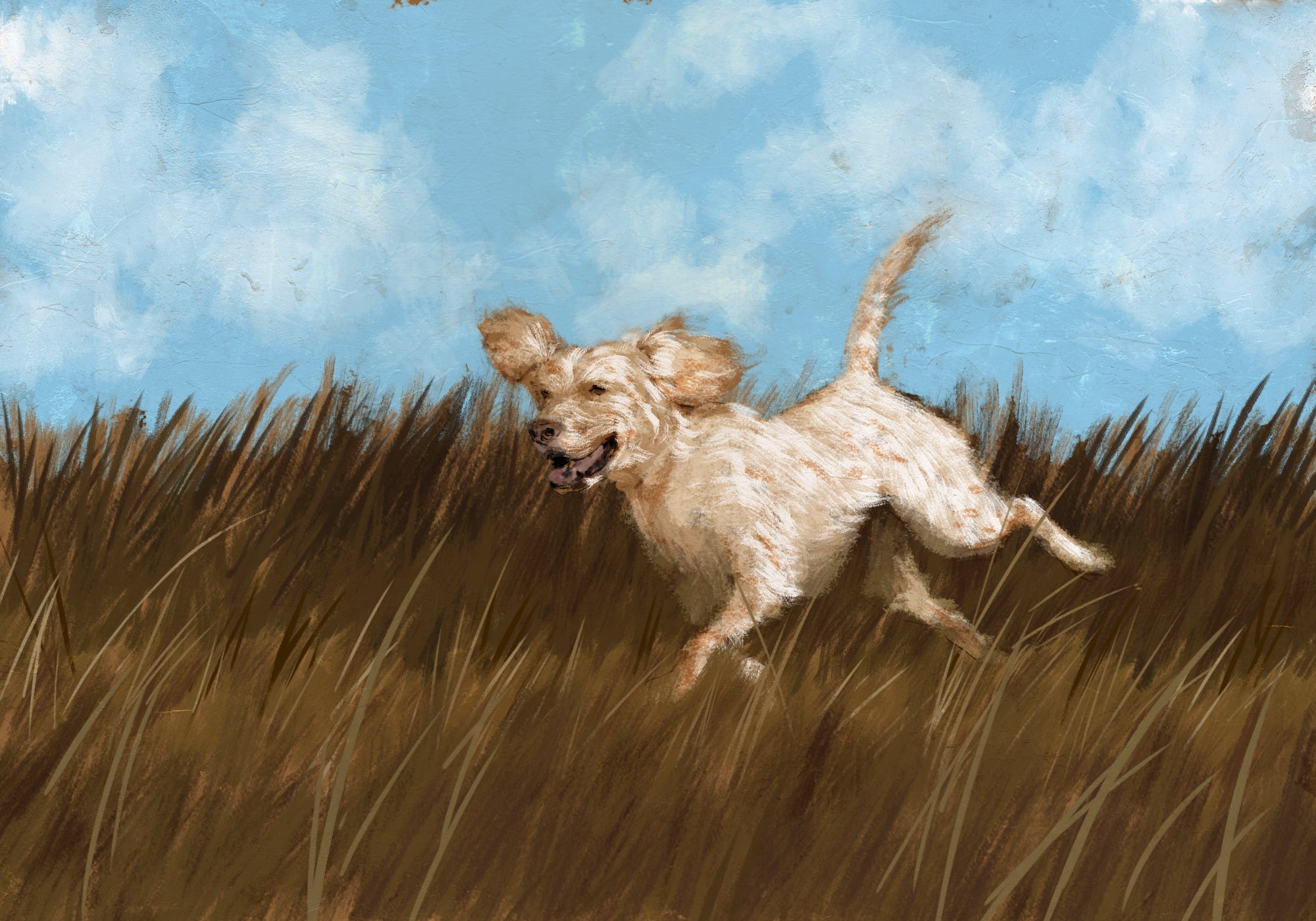 setter running in field illustration