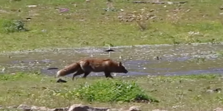 Watch the First-Ever Footage of a Fox Catching Fish