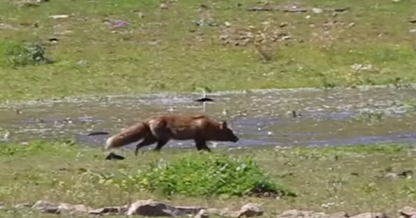 fox stalks fish