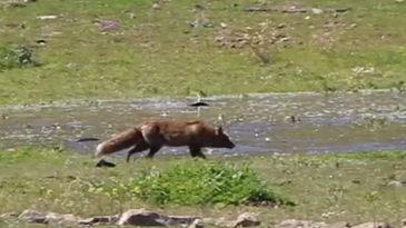Watch the First-Ever Footage of a Fox Catching Fish