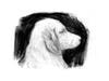 dog portrait illustration