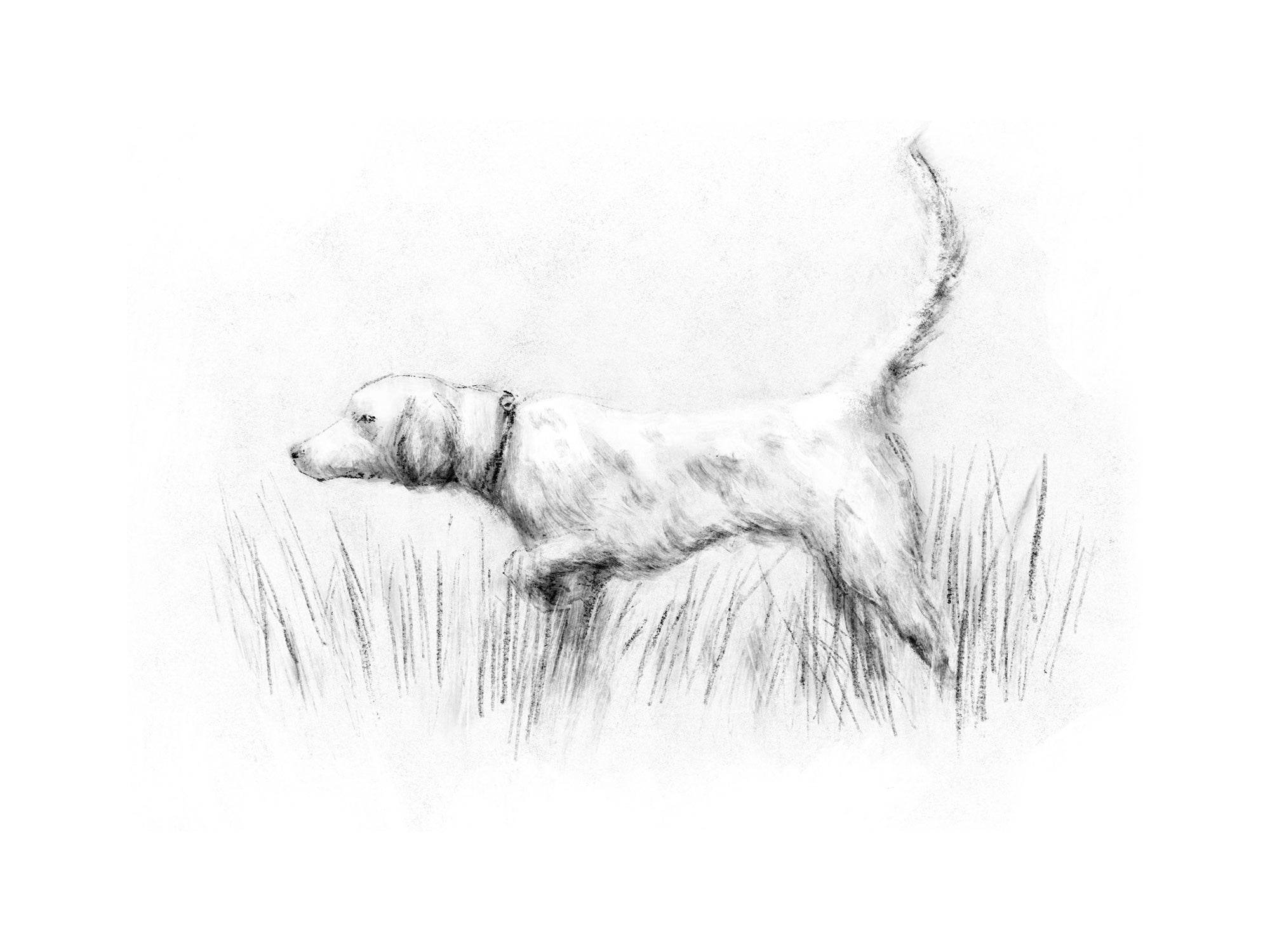 pointing dog illustration