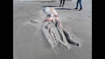 Tour Guide Finds Rare Giant Squid Washed Up on New Zealand Beach
