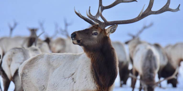 Could a New Vaccine Save Deer and Elk Herds from Chronic Wasting Disease?