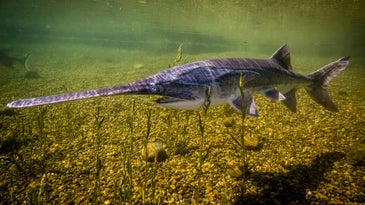 Professional Bass Fisherman Sentenced to Prison for Poaching Paddlefish in Mississippi