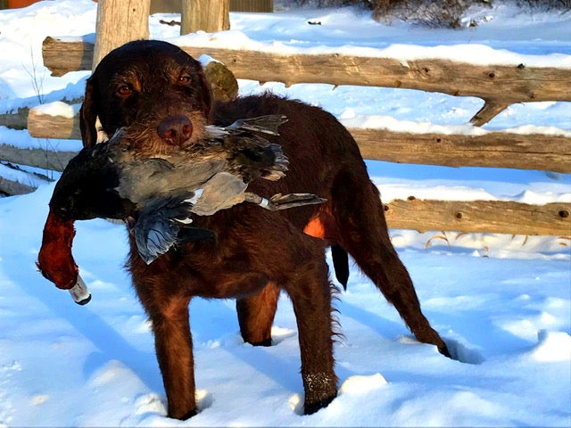 A pudelpointer comes back with a ringneck on a cold hunt.
