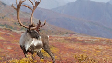 Want to Get Away From It All? Go Caribou Hunting