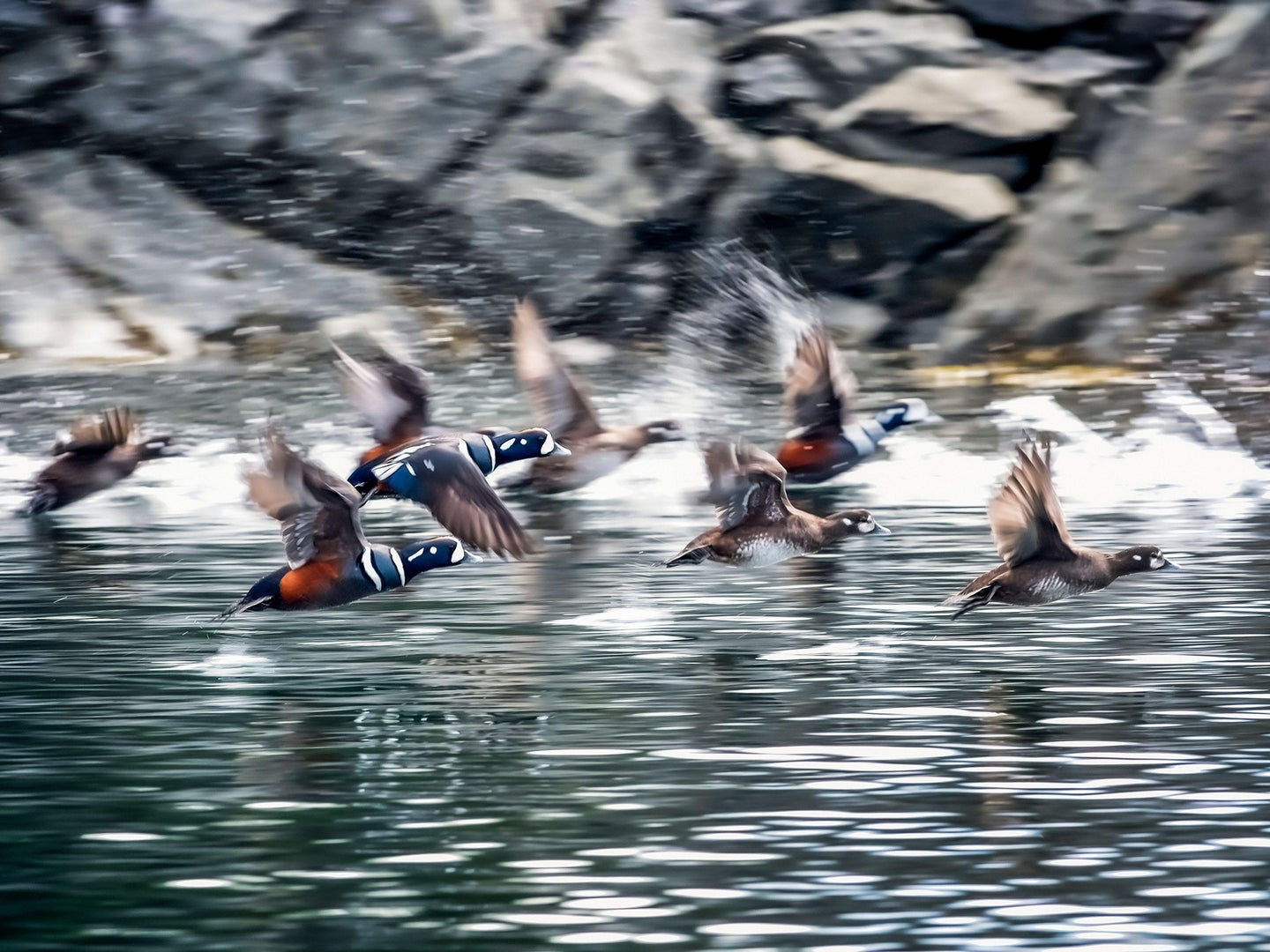 harlequin ducks flying over water