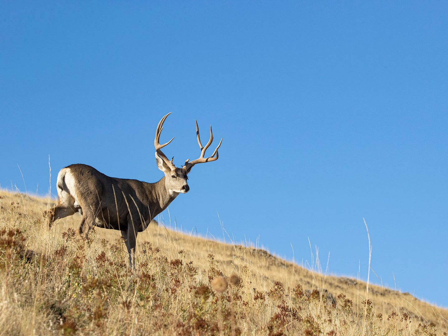 Mule Deer Hunting Isn't Easy | Field & Stream