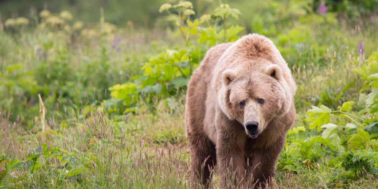 9-Year-Old Hunter Seriously Injured in Brown Bear Attack in Alaska