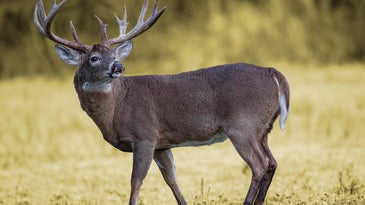What Makes the Whitetail Rut So Great (Hint: It’s Not a Filled Tag)