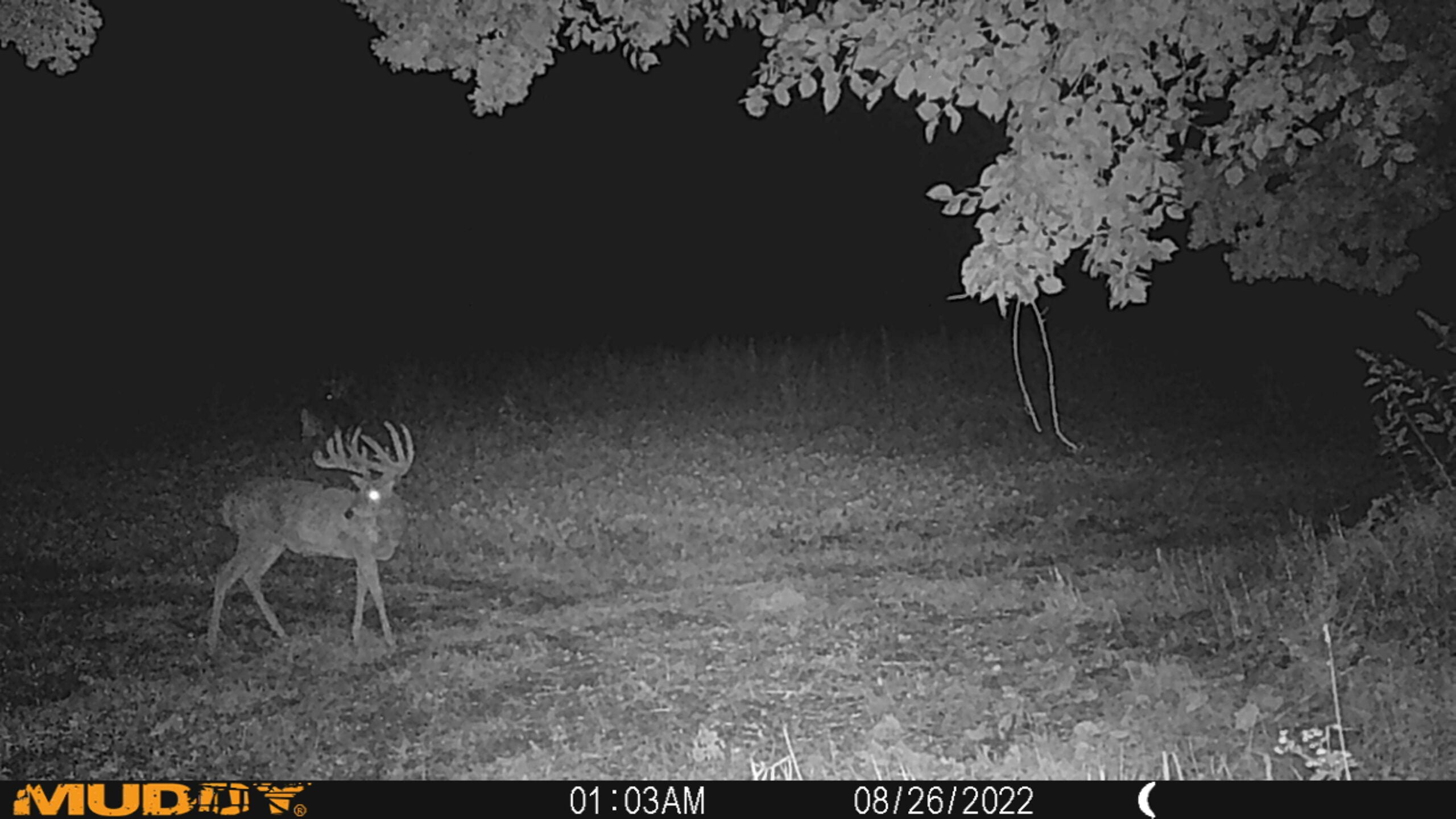 trail-cam photo of big buck