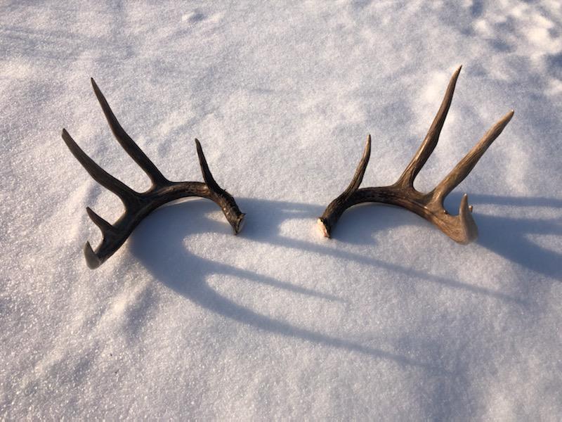 photo. of shed antlers