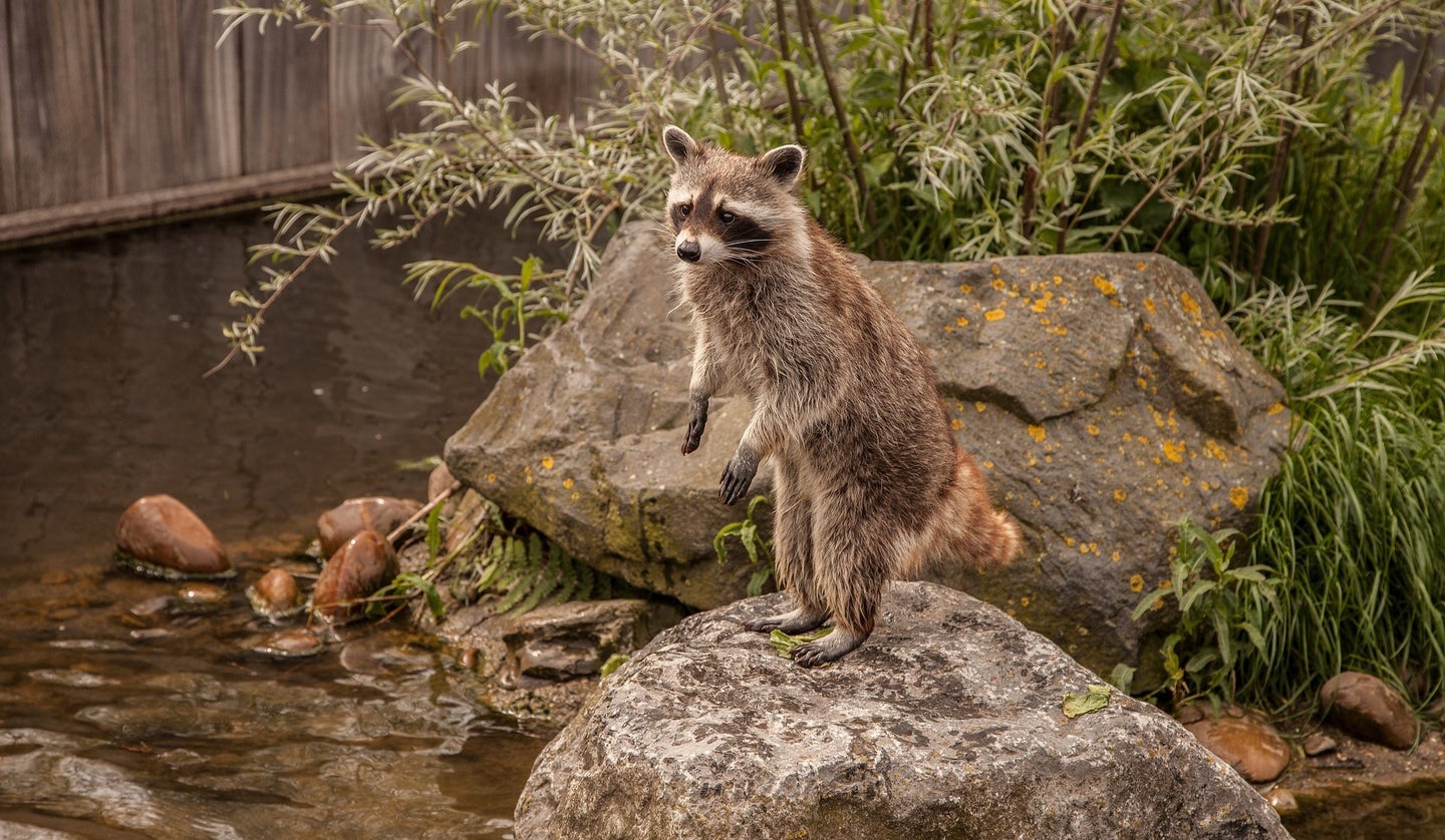 Raccoon standing on a rock in a stream.