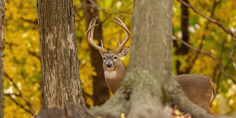 Why I’d Rather Take a Buck in the Timber