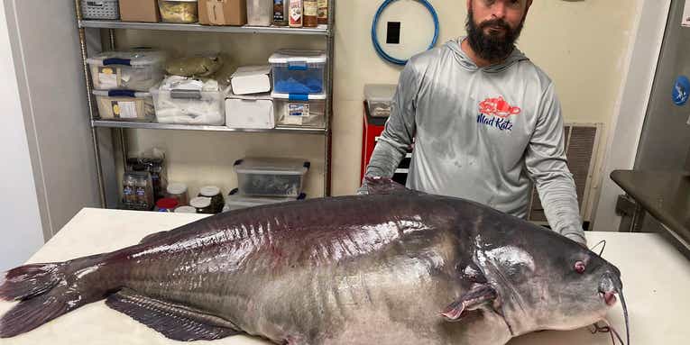 Tennessee Angler Catches Pending State Record Catfish Weighing Nearly 120 pounds