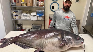 Tennessee Angler Catches Pending State Record Catfish Weighing Nearly 120 pounds