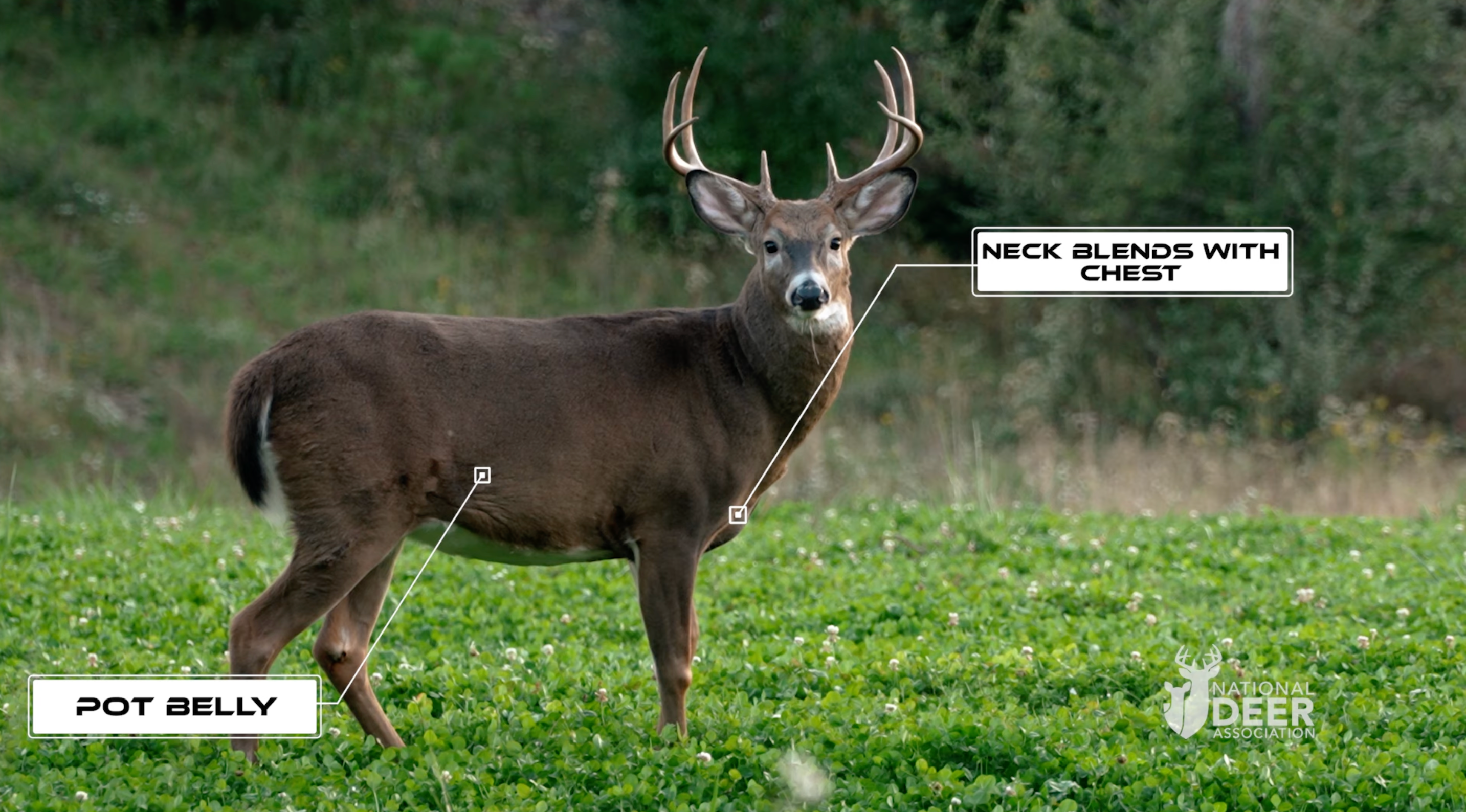 Mature whitetail buck in an agricultural field.