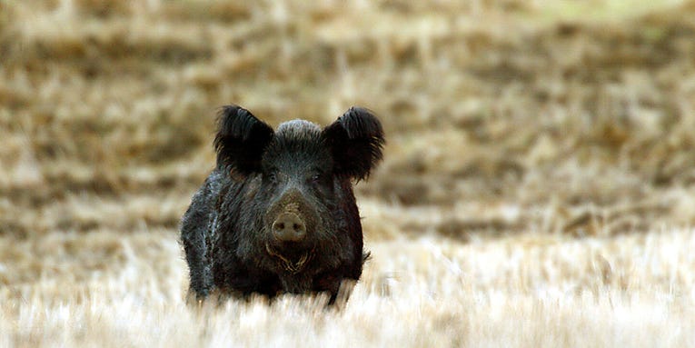 California Lifts Restrictions on Feral Hog Hunting Despite Opposition from Local Hunters
