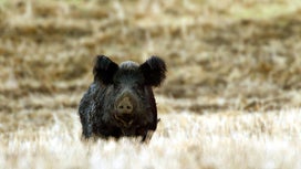 California Lifts All Restrictions on Feral Hog Hunting Despite Opposition from Local Hunters