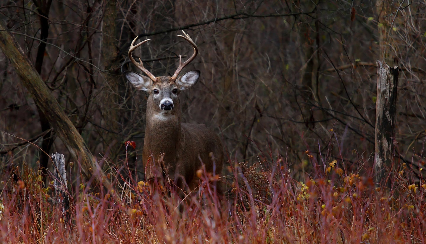 Whitetail deer buck standing at the edge of the woods.