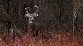Want to Get Better at Aging Bucks? Stop Looking at Their Antlers