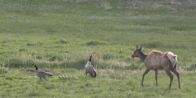 Watch a Cow Elk Chase Down and Chomp on a Gosling