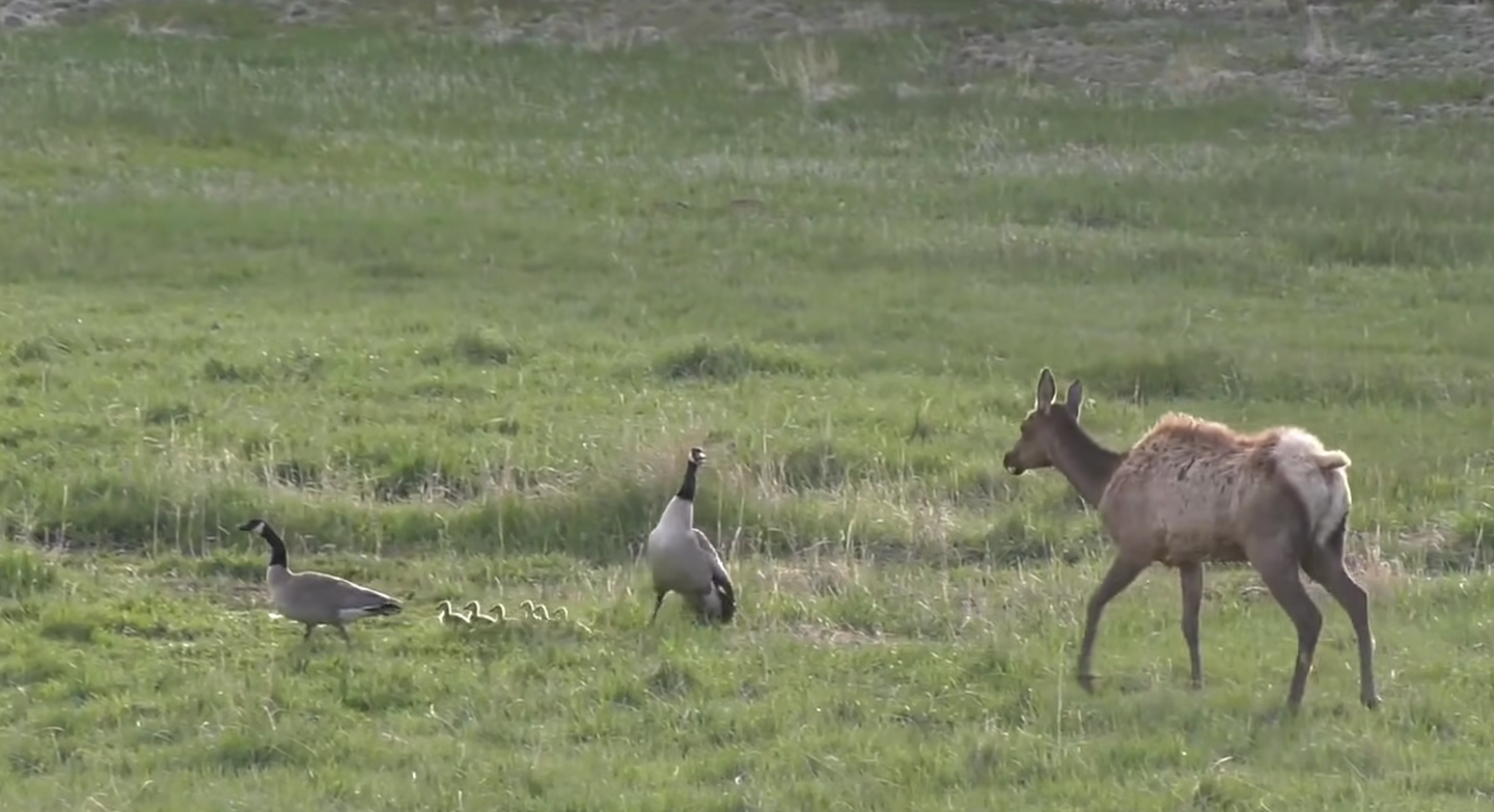 cow elk chases two geese and goslings