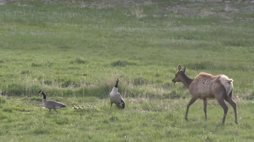 Watch a Cow Elk Chase Down and Chomps on a Gosling