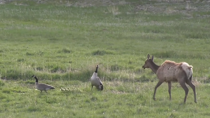 Watch a Cow Elk Chase Down and Kill a Gosling