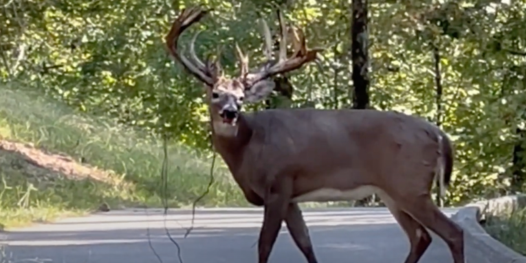 Video: Is This a Walking State-Record Alabama Whitetail Buck?