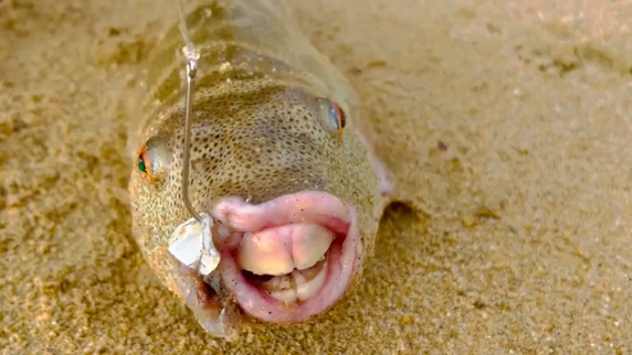 Watch a Viral Video of a Fish with “Human Teeth” that was Caught in Mexico