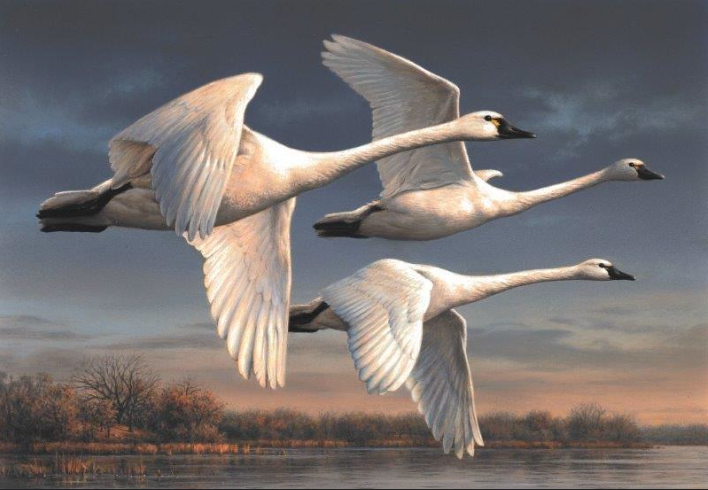three tundra swans fly in painting