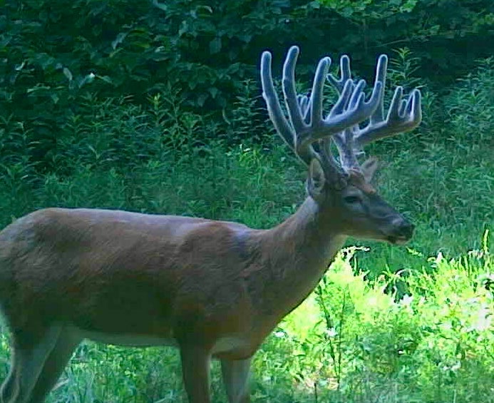 picture of the big deer