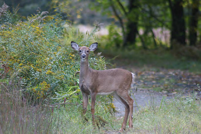 whitetail deer in New Hampshire