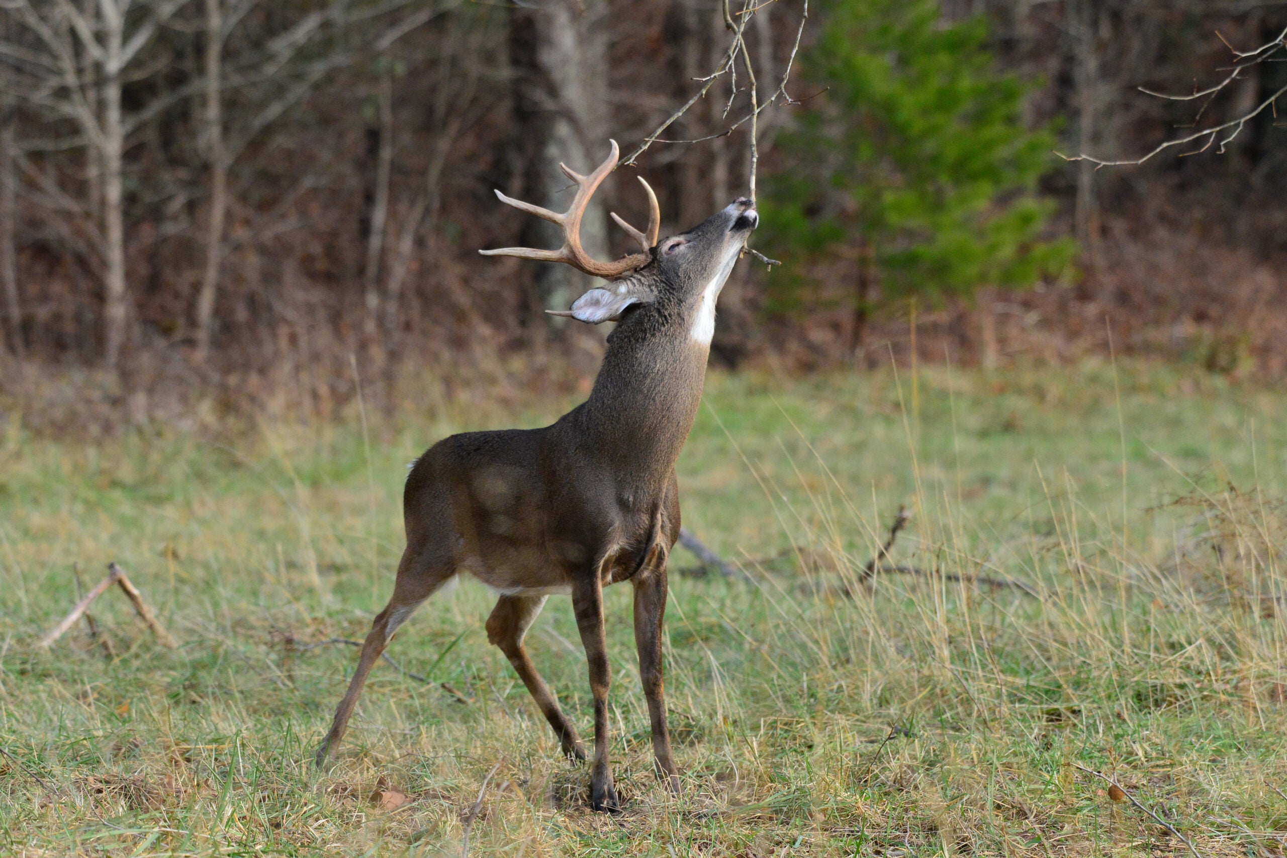 photo of a whitetail buck working a licking branch over a scrape