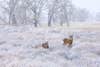 photo of a buck and doe whitetail in a frost-covered field