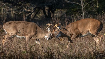 The Best Days of the 2023 Whitetail Rut
