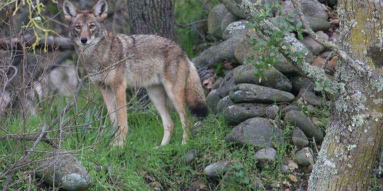 Officials in Canadian City Euthanize Fourth Coyote After String of Attacks on Humans