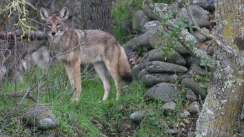 Officials in Canadian City Euthanize Fourth Coyote After String of Attacks on Humans