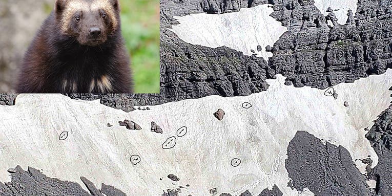 Nature Guide Spots Up to 13 Wolverines Chasing Grizzly Bears in the Grand Tetons