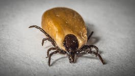 Overpopulation of Urban Deer Leads to More Tick-Related Diseases, New Study Suggests