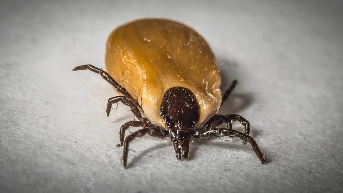 Urban Deer Overpopulation Leads to More Tick-Related Diseases, New Study Suggests