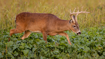 How to Shoot a “Small” Whitetail Buck and Be Happy