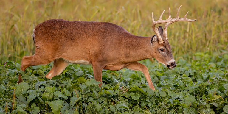How to Shoot a “Small” Whitetail Buck and Be Happy
