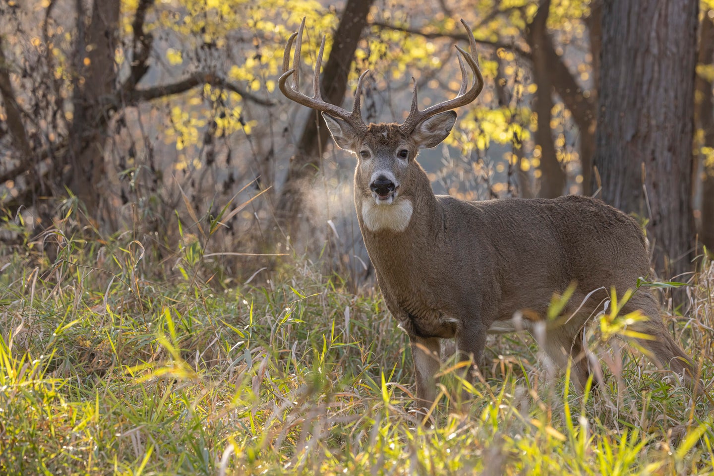 whitetail deer buck during the fall
